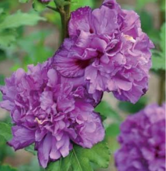 ムクゲ苗 おまけ付き〜！ 【公式通販】