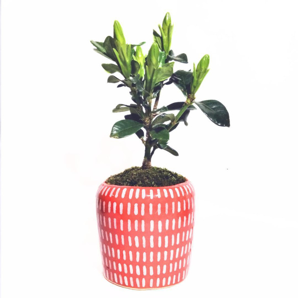 【70％OFF】 POTOCO 盆栽 ミニ盆栽 観葉植物 植物 植物鉢 陶器鉢 花 クチナシ 盆栽