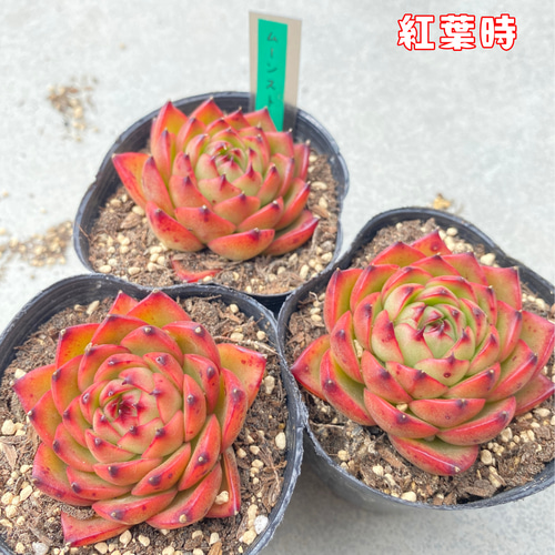 sale☆1苗【7.5cmポット/ムーンストーン】中苗 輸入苗 多肉植物