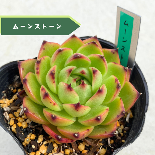 sale☆1苗【7.5cmポット/ムーンストーン】中苗 輸入苗 多肉植物
