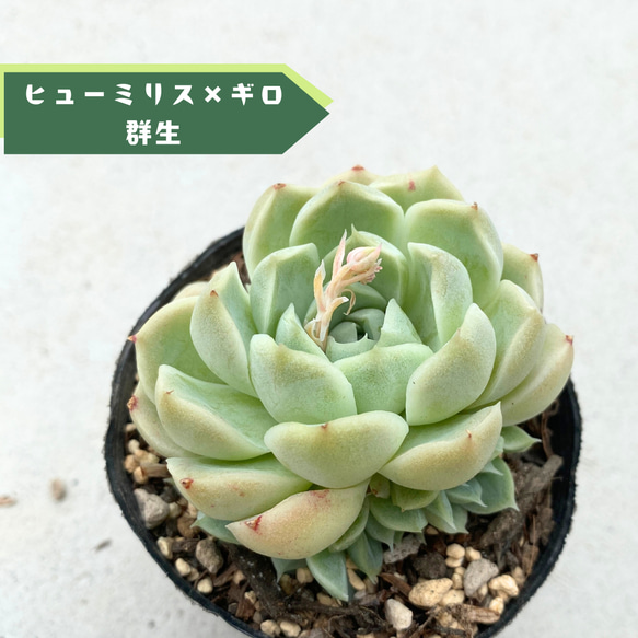 1苗【7.5cmポット/ヒューミリス×ギロ（群生）】中苗 輸入苗 多肉植物