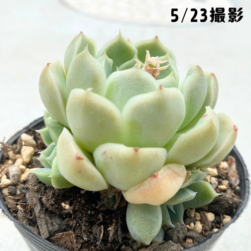 多肉植物韓国輸入苗ヒューミリス発根済み