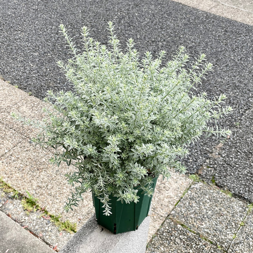 ヒロポン様　ウエストリンギア　スモーキーホワイト　大株 ウェストリンギア「スモーキーホワイト」7寸ポット大株苗 | 直香園芸