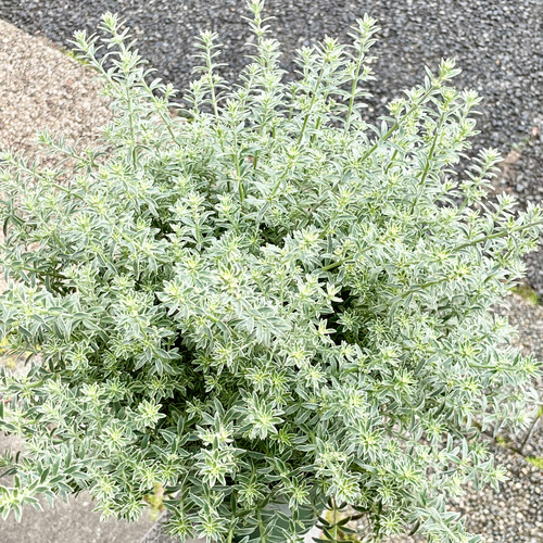 爽やかなシルバーグリーン♪ 大株ウエストリンギア〈スモーキー