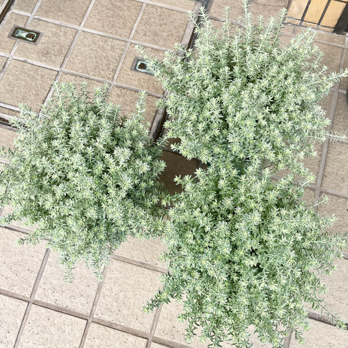 爽やかなシルバーグリーン♪ 大株ウエストリンギア〈スモーキー