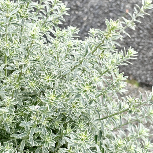 爽やかなシルバーグリーン♪ 大株ウエストリンギア〈スモーキー