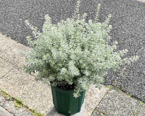 ヒロポン様　ウエストリンギア　スモーキーホワイト　大株 爽やかなシルバーグリーン♪ 大株ウエストリンギア〈スモーキー