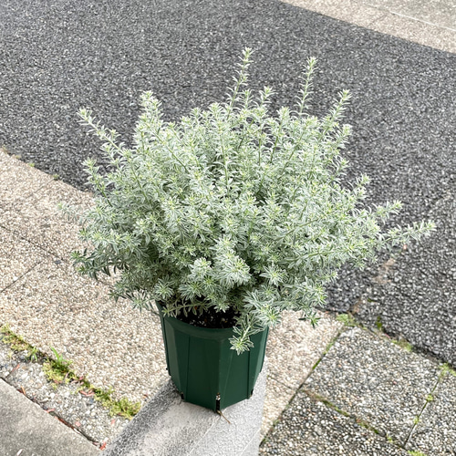 ◼︎817◼︎高級袋帯 正絹 器物 花鳥 金銀糸 テーブルセンター