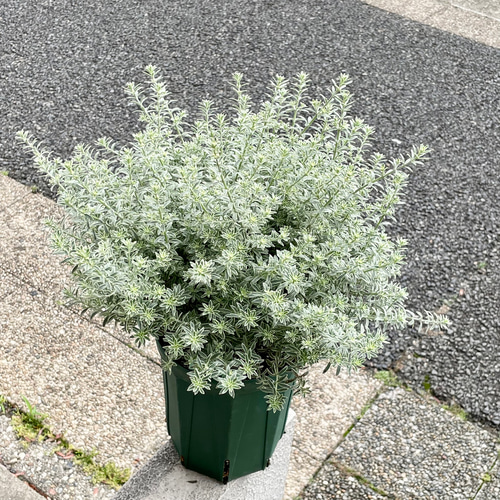 爽やかなシルバーグリーン♪ 大株ウエストリンギア〈スモーキー