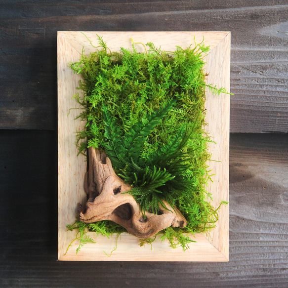 ‼︎スタッフおすすめ‼︎【そよぐ緑に癒される】モスアートフレーム【壁掛け苔】 1枚目の画像