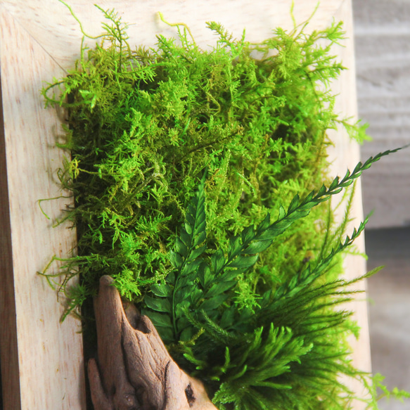 ‼︎スタッフおすすめ‼︎【そよぐ緑に癒される】モスアートフレーム【壁掛け苔】 3枚目の画像