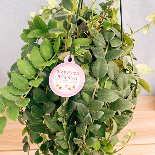 現品］100番 エスキナンサス ラディカンス 5号 観葉植物 室内