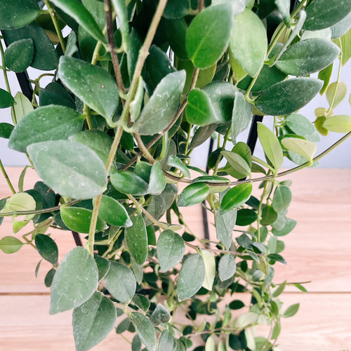 現品］100番 エスキナンサス ラディカンス 5号 観葉植物 室内