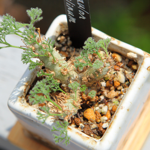 Monsonia peniculina (Sarcocaulon peniculinum サルコカウロン