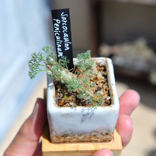 Monsonia peniculina (Sarcocaulon peniculinum サルコカウロン