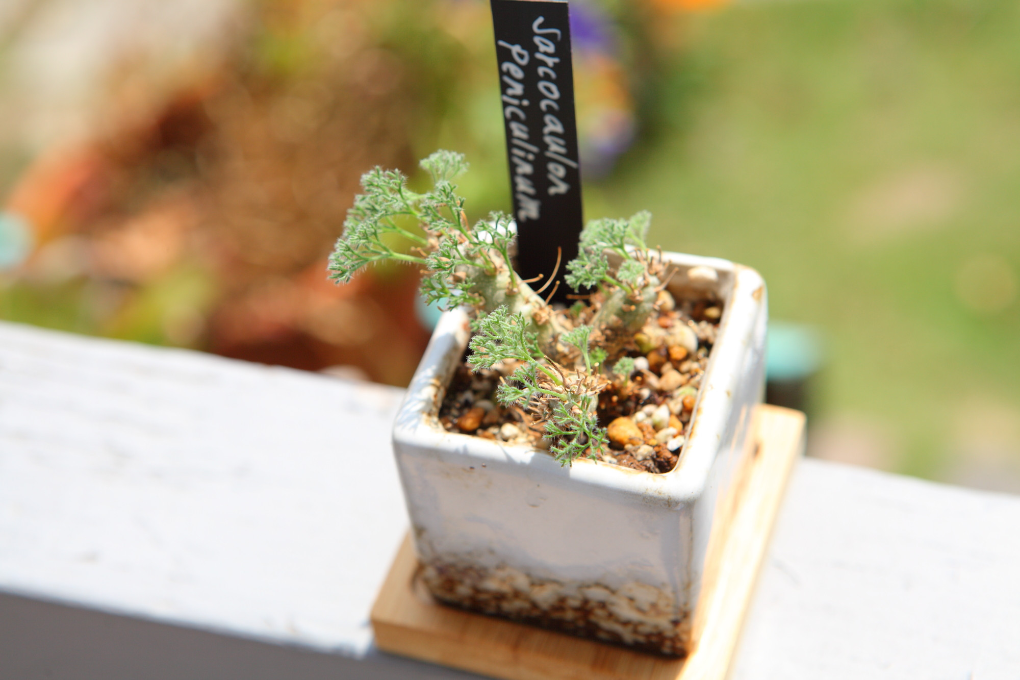 Sarcocaulon peniculinum】 サルコカウロン ペニクリナム No.J104