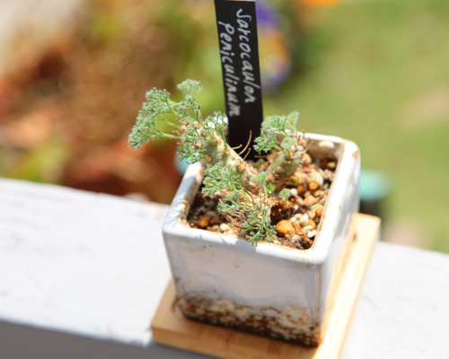 Sarcocaulon peniculinum】 サルコカウロン ペニクリナム No.J104