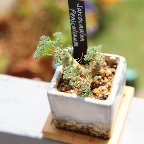 Sarcocaulon peniculinum】 サルコカウロン ペニクリナム No