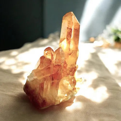 ゴールデンヒーラーをもっとパワフルにしたみたいな、ゴールデン