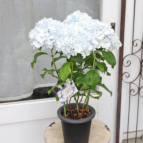 値下げセール 鉢花 アジサイ レオン ホワイトレオン 5号 フリル 紫陽花