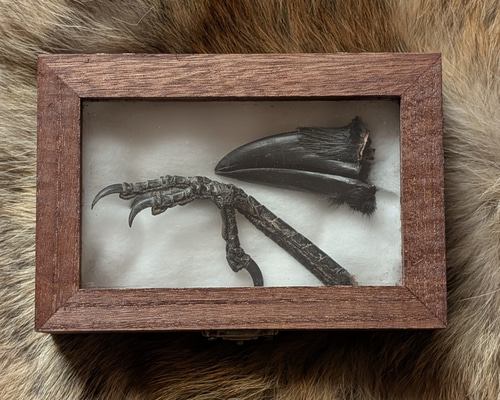 カラスの標本箱 その他インテリア雑貨 ツギハギオオカミ 通販