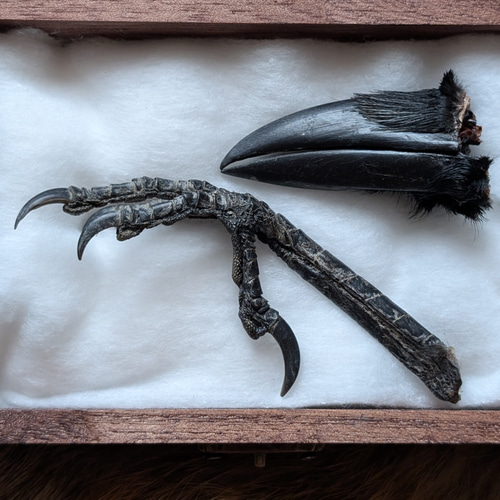 カラスの標本箱 その他インテリア雑貨 ツギハギオオカミ 通販 19345505