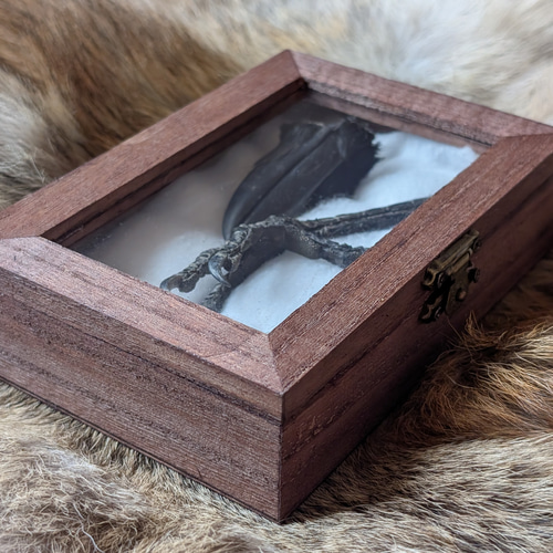 【標本☆熊蜂×2匹】アンティーク・ガラスドーム（木製） 標本☆熊蜂×2匹】アンティーク・ガラスドーム（木製）