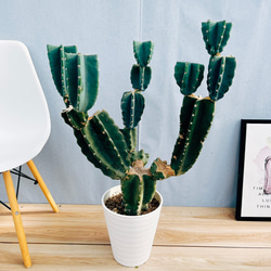 現品］☆人気☆ 4番 柱サボテン 鬼面角 ブランチ 8号 観葉植物 室内