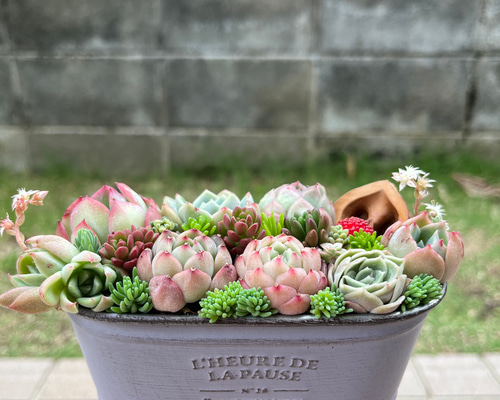 多肉植物寄せ植え　そのまま飾れる　オレンジのブリキポット♪︎* 多肉植物寄せ植え そのまま飾れる オレンジのブリキポット