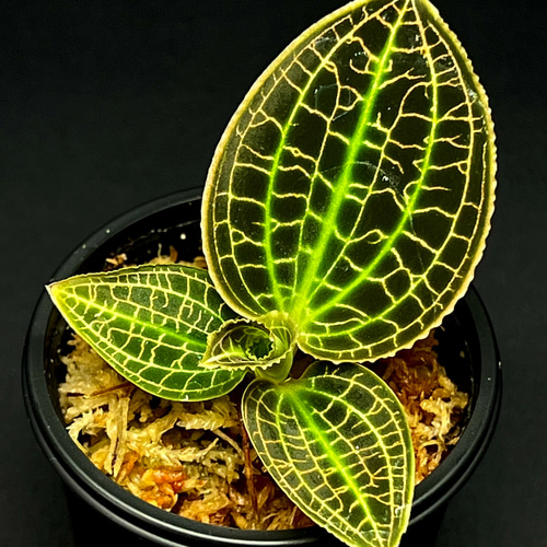 観葉植物】ジュエルオーキッド【マコデス レオナ】 テラリウム GREEN
