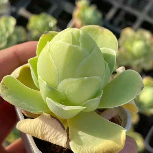 SALE ❣️多肉植物 グリーノビア タマゴローズ 大株 抜き苗 1株 5cm鉢