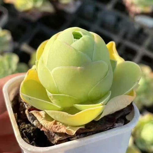 Top【選抜株】多肉植物　24951グリーノビア錦　54個　鉢無し/脱土 SALE ❣️多肉植物 グリーノビア タマゴローズ 大株 抜き苗 1株 5cm鉢