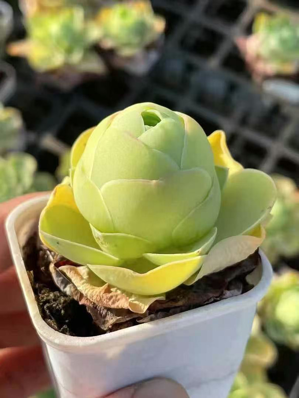 SALE ❣️多肉植物 グリーノビア タマゴローズ 大株 抜き苗 1株 5cm鉢