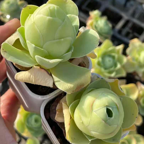 SALE ❣️多肉植物 グリーノビア タマゴローズ 大株 抜き苗 1株 5cm鉢
