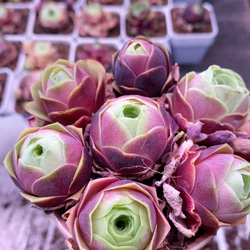 新品種 多肉植物 xylitol ぷくぷく カット苗 多肉植物 愛多肉-(AI