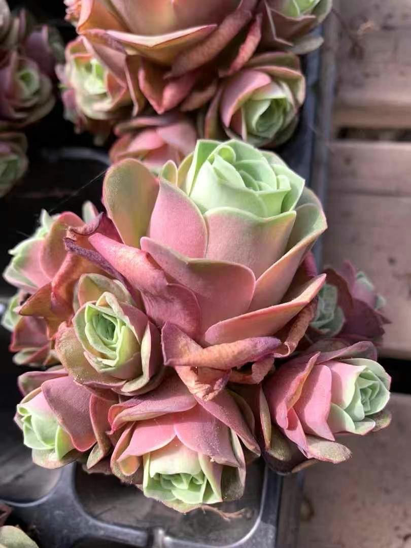 緑と赤のロゼット群生*5 多肉植物