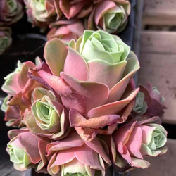 サ*メ様 Y718 ブルーベリーマカロン 105苗　多肉植物　土と根付き エケベ 多肉植物 Echeveria 新品種 ブルーベリーx月影 | るる農園~多肉
