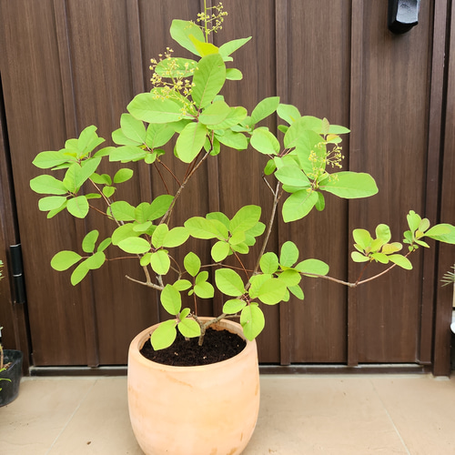 スモークツリー　クイン　テラコッタ鉢植え　苗　ケムリの木 スモークツリー クイン テラコッタ鉢植え 苗 ケムリの木 - メルカリ