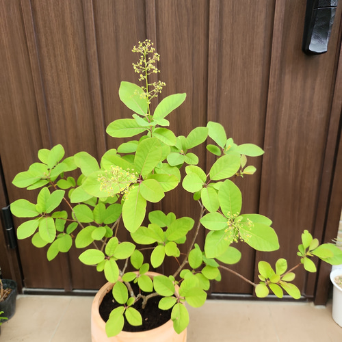 スモークツリー フレーム テラコッタ鉢植え 苗 煙の木 盆栽
