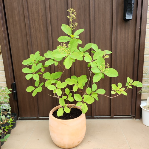 大学生 割引 スモークツリー 盆栽 煙の木 苗 テラコッタ鉢植え フレーム 落葉樹