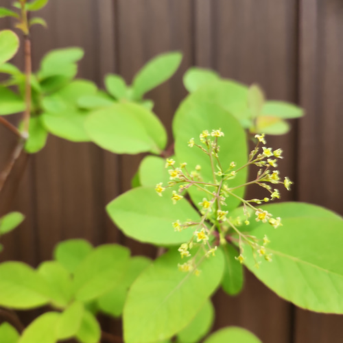 スモークツリー フレーム テラコッタ鉢植え 苗 煙の木 盆栽