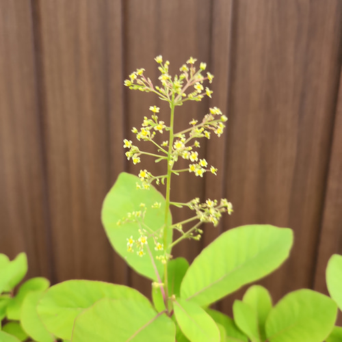 スモークツリー フレーム テラコッタ鉢植え 苗 煙の木 盆栽