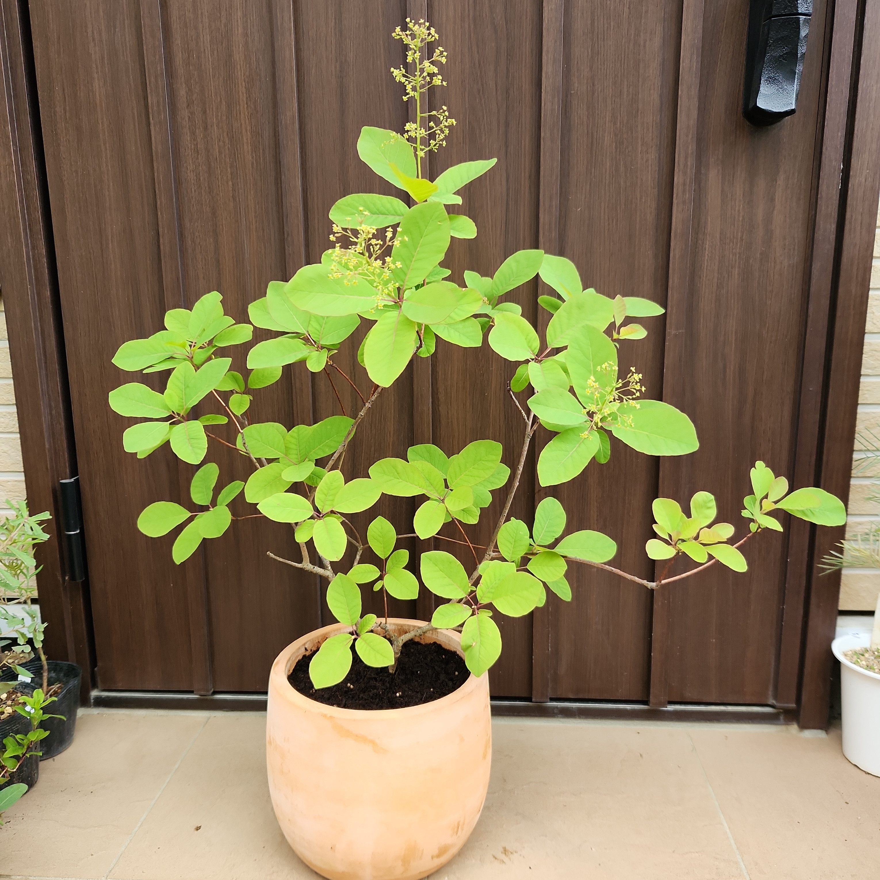 スモークツリー　クイン　テラコッタ鉢植え　苗　ケムリの木 スモークツリー フレーム テラコッタ鉢植え 苗 煙の木 盆栽