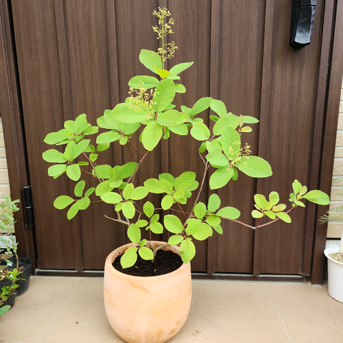 スモークツリー クイン テラコッタ鉢植え ケムリの木 苗 - 個性