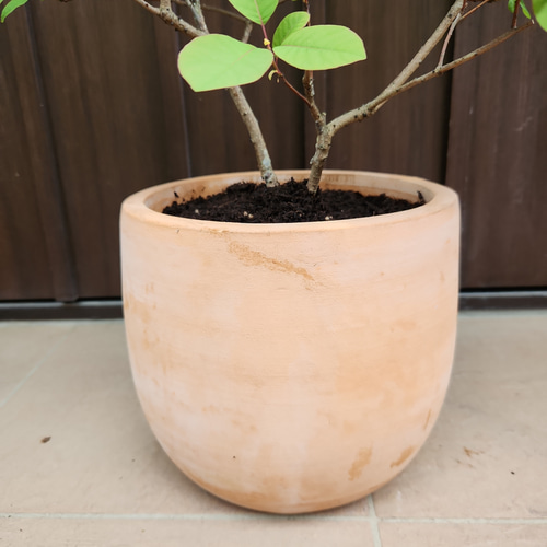 スモークツリー クイン テラコッタ鉢植え 苗木 けむりの木