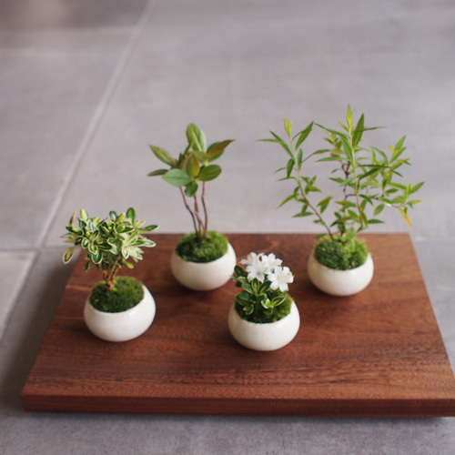 斑入白丁花｜ミニミニ盆栽｜苔盆栽｜白色小花 |bonsai 盆栽 bonsaikiki