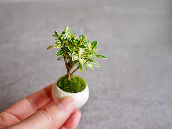 斑入白丁花｜ミニミニ盆栽｜苔盆栽｜白色小花 |bonsai 盆栽 bonsaikiki