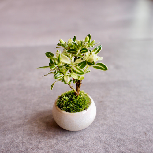 斑入白丁花｜ミニミニ盆栽｜苔盆栽｜白色小花 |bonsai 盆栽 bonsaikiki