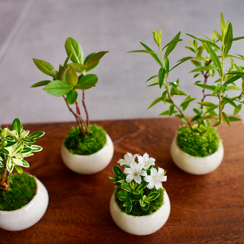 斑入白丁花｜ミニミニ盆栽｜苔盆栽｜白色小花 |bonsai 盆栽 bonsaikiki