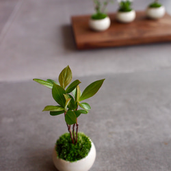 一才カマツカ｜西洋カマツカ｜ミニミニ盆栽｜bonsai 盆栽 bonsaikiki